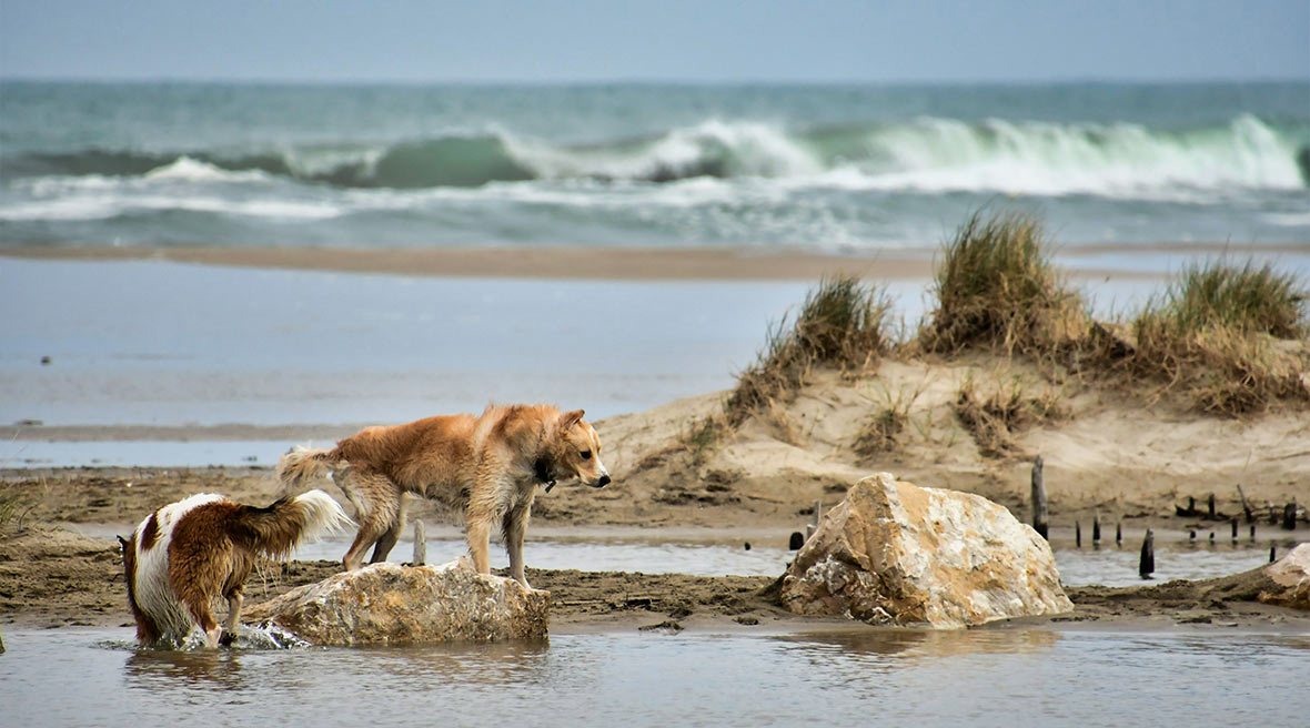 2 dogs exploring the sand dunes, sea pools and grassy verges of the Saint Maries de la Mer beach in France.